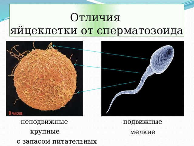 Отличия  яйцеклетки от сперматозоида неподвижные подвижные крупные мелкие с запасом питательных веществ 