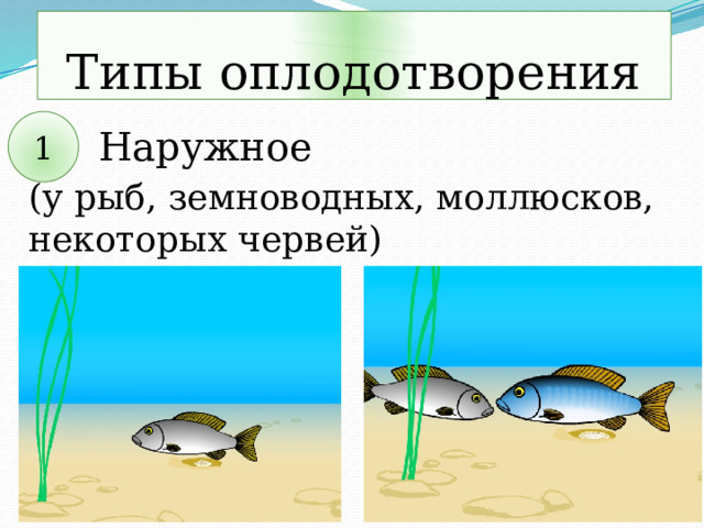 Типы оплодотворения 1 Наружное (у рыб, земноводных, моллюсков, некоторых червей) 