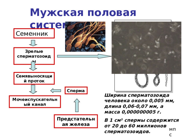 Мужская половая система Семенник Зрелые сперматозоиды Семявыносящий проток Сперма Ширина сперматозоида человека около 0,005 мм, длина 0,06-0,07 мм, а масса 0,000000005 г. В 1 см 3 спермы содержится от 20 до 60 миллионов сперматозоидов. Мочеиспускательный канал Предстательная железа мпс 