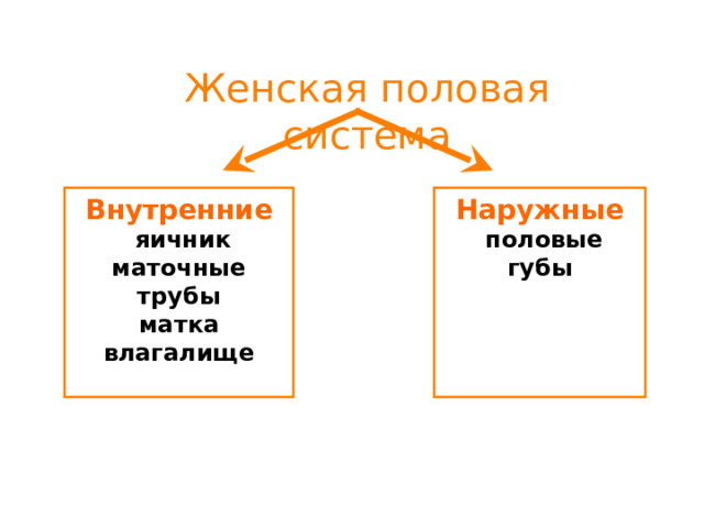 Женская половая система Внутренние Наружные  яичник маточные трубы матка влагалище   половые губы  