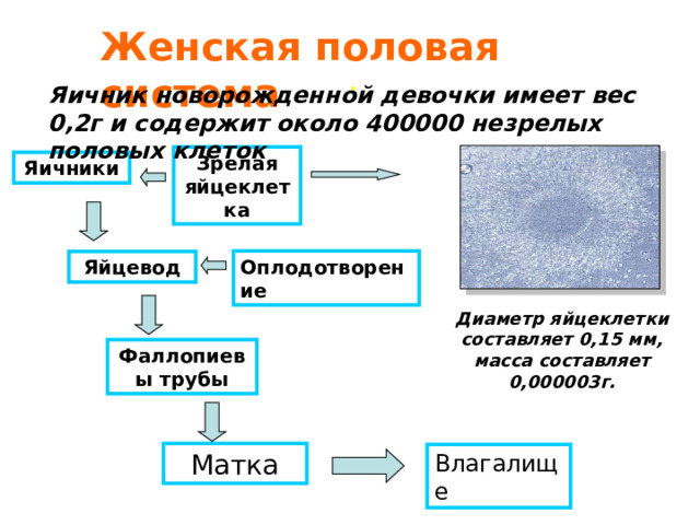 Женская половая система  . Яичник новорожденной девочки имеет вес 0,2г и содержит около 400000 незрелых половых клеток  Зрелая яйцеклетка Яичники Оплодотворение Яйцевод Диаметр яйцеклетки составляет 0,15 мм, масса составляет 0,000003г. Фаллопиевы трубы Матка Влагалище 