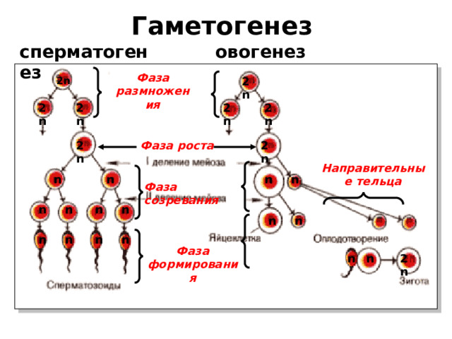 Гаметогенез  сперматогенез овогенез Фаза размножения 2 n  2 n 2 n 2 n 2 n 2 n 2 n 2 n Фаза роста Направительные тельца n n n n Фаза созревания n n n n n n n n n n Фаза формирования n 2 n n 