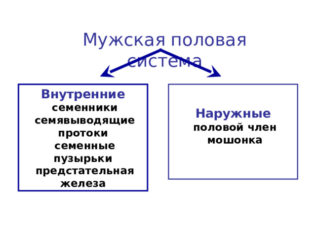 Мужская половая система Внутренние Наружные  семенники  семявыводящие протоки  семенные пузырьки  предстательная железа  половой член  мошонка  