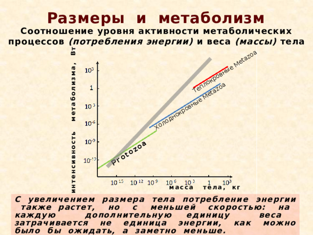 Protozoa Холоднокровные Metazoa Теплокровные Metazoa интенсивность метаболизма, Вт Размеры и метаболизм Соотношение уровня активности метаболических процессов (потребления энергии) и веса (массы) тела масса тела, кг С увеличением размера тела потребление энергии также растет, но с меньшей скоростью: на каждую дополнительную единицу веса затрачивается не единица энергии, как можно было бы ожидать, а заметно меньше. 