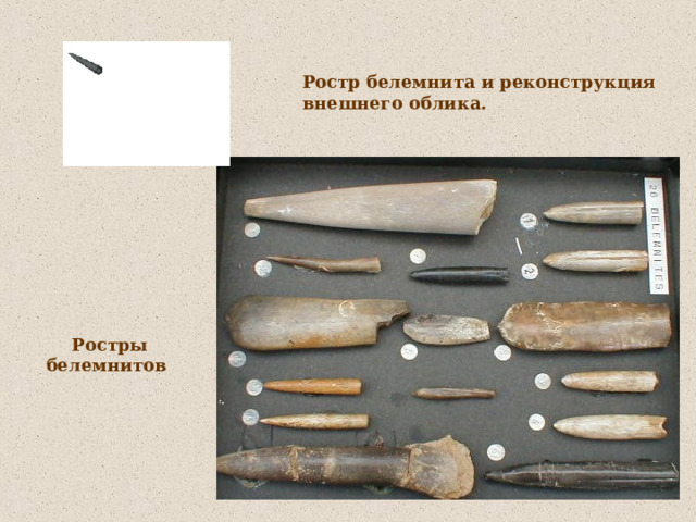 Ростр белемнита и реконструкция внешнего облика. Ростры белемнитов  