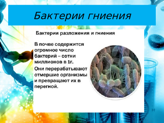 Бактерии гниения 