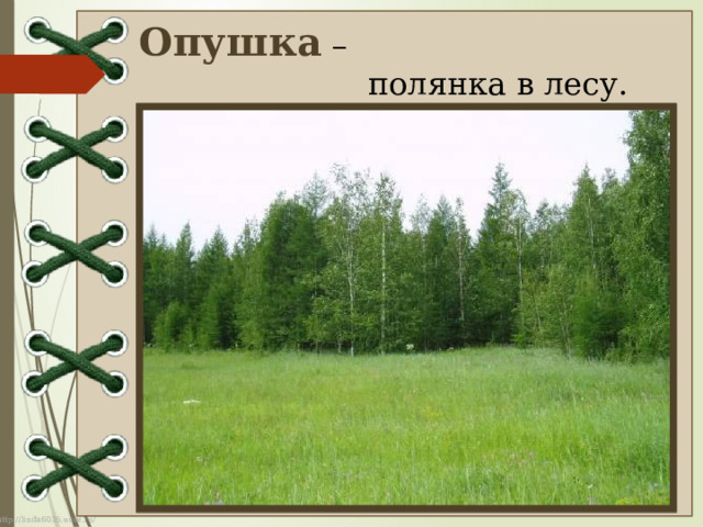 Опушка –  полянка в лесу. 