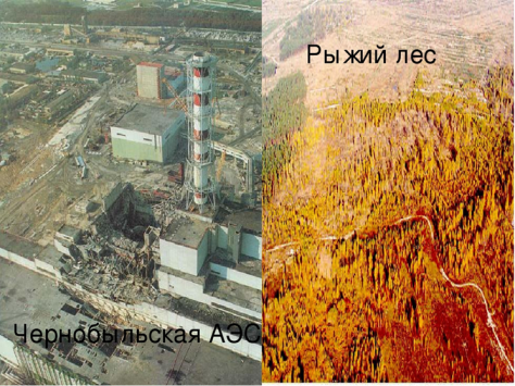 Свечение в чернобыле после взрыва. Чернобыльская АЭС рыжий лес. Рыжий лес Припять. Рыжий лес Припять 1986. Бурый лес Чернобыль.