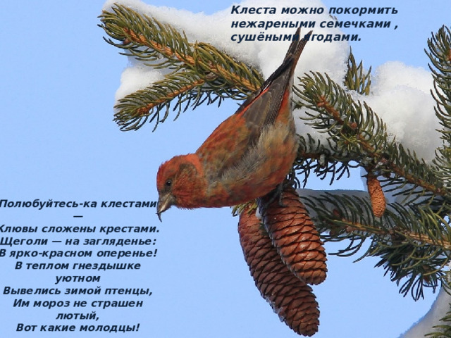 Клеста можно покормить нежареными семечками , сушёными ягодами.        Полюбуйтесь-ка клестами —  Клювы сложены крестами.  Щеголи — на загляденье:  В ярко-красном оперенье!  В теплом гнездышке уютном  Вывелись зимой птенцы,  Им мороз не страшен лютый,  Вот какие молодцы! 