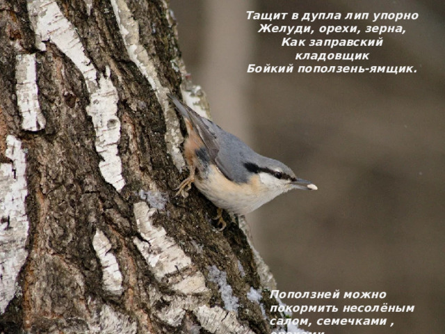 Тащит в дупла лип упорно  Желуди, орехи, зерна,  Как заправский кладовщик  Бойкий поползень-ямщик. Поползней можно покормить несолёным салом, семечками , орехами. 