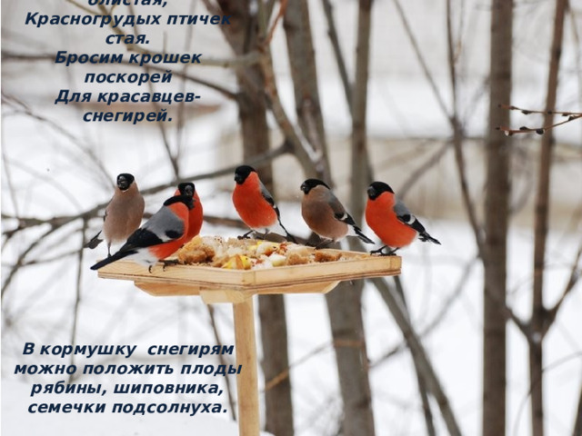 На снегу сидит, блистая,  Красногрудых птичек стая.  Бросим крошек поскорей  Для красавцев-снегирей.             В кормушку снегирям можно положить плоды рябины, шиповника, семечки подсолнуха.   