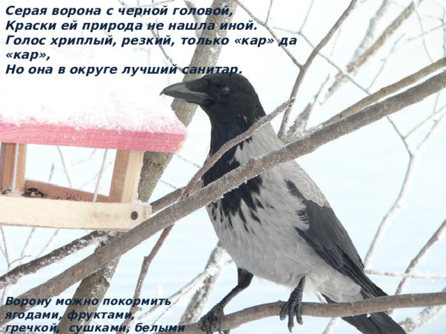 Серая ворона с черной головой,  Краски ей природа не нашла иной.  Голос хриплый, резкий, только «кар» да «кар»,  Но она в округе лучший санитар.   Ворону можно покормить ягодами, фруктами, гречкой, сушками, белыми сухарями, семенами тыквы. 