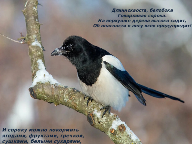 Длиннохвоста, белобока  Говорливая сорока.  На верхушке дерева высоко сидит,  Об опасности в лесу всех предупредит! И сороку можно покормить ягодами, фруктами, гречкой, сушками, белыми сухарями, семенами тыквы. 