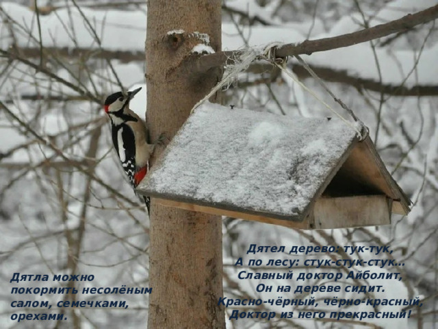                Дятел дерево: тук-тук,  А по лесу: стук-стук-стук…  Славный доктор Айболит,  Он на дереве сидит.  Красно-чёрный, чёрно-красный,  Доктор из него прекрасный! Дятла можно покормить несолёным салом, семечками, орехами. 