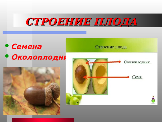Строение плодов 3 класс. Разнообразие плодов. Плоды презентация. Плод и разнообразие плодов кроссворд. Плод разнообразие 2 класс