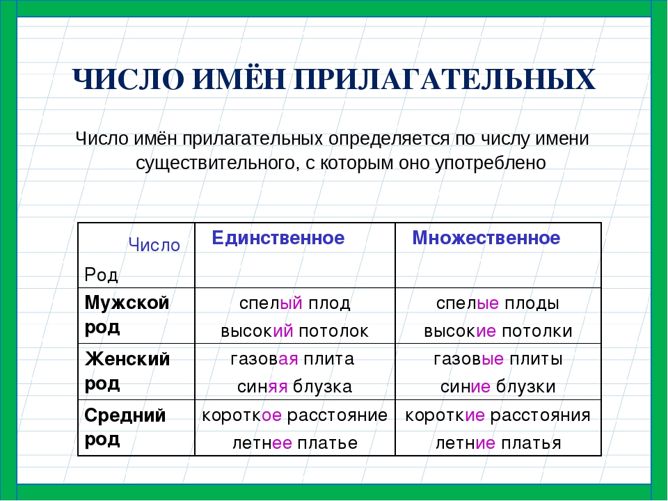 Расположите данные ниже утверждения в таблице. Как определить число прилагательного. Число прилагательных. Число имен прилагательных. Число имён рпилагательных.