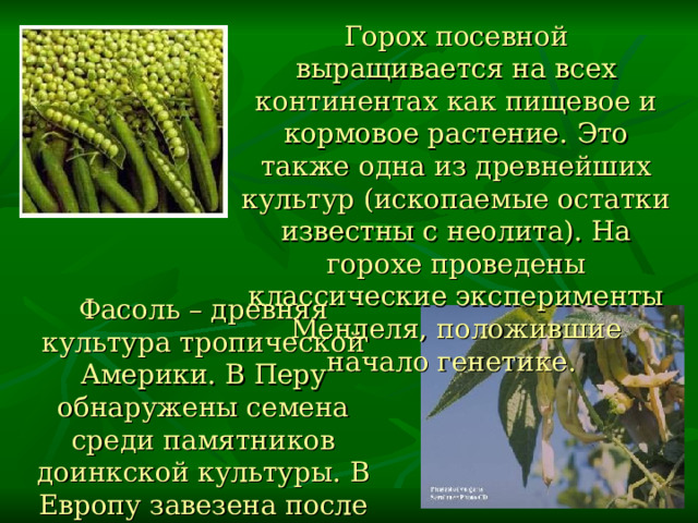 Растение семейства бобовых используемое в пивоварении. Проект бобовые растения. Презентация биология 7 класс семейство бобовые. Цель урока семейство бобовых. Биология 7 класс семейство бобовые.