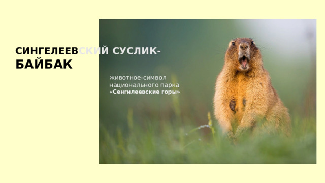 СИНГЕЛЕЕВ СКИЙ СУСЛИК- БАЙБАК животное-символ национального парка «Сенгилеевские горы» 