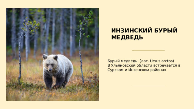 ИНЗИНСКИЙ БУРЫЙ МЕДВЕДЬ Бурый медведь. (лат. Ursus arctos) В Ульяновской области встречается в Сурском и Инзенском районах 