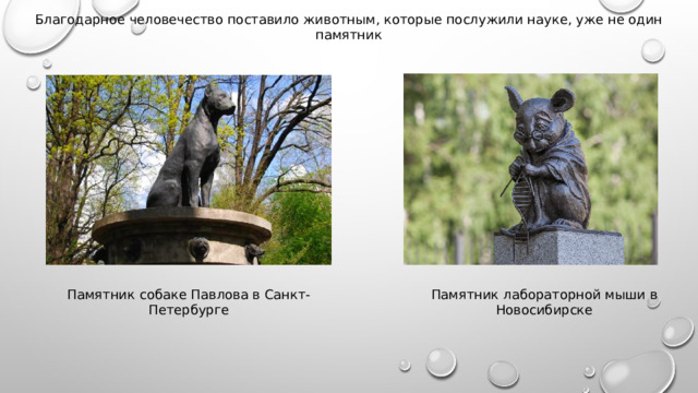 Благодарное человечество поставило животным, которые послужили науке, уже не один памятник Памятник лабораторной мыши в Новосибирске Памятник собаке Павлова в Санкт-Петербурге 