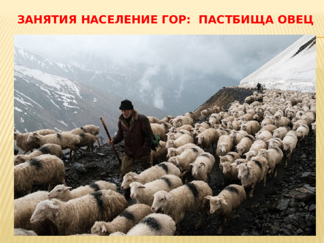 Занятия Население гор: пастбища овец 
