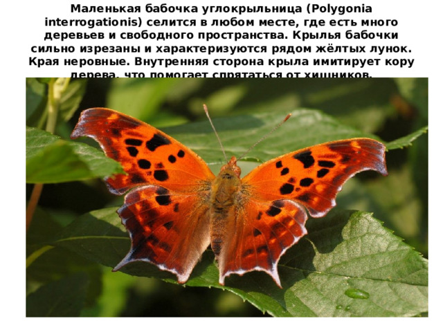 Маленькая бабочка углокрыльница (Polygonia interrogationis) селится в любом месте, где есть много деревьев и свободного пространства. Крылья бабочки сильно изрезаны и характеризуются рядом жёлтых лунок. Края неровные. Внутренняя сторона крыла имитирует кору дерева, что помогает спрятаться от хищников. 