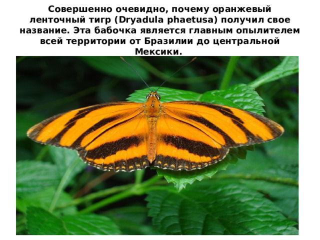 Совершенно очевидно, почему оранжевый ленточный тигр (Dryadula phaetusa) получил свое название. Эта бабочка является главным опылителем всей территории от Бразилии до центральной Мексики.  