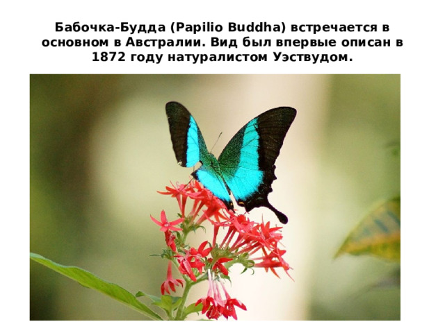 Бабочка-Будда (Papilio Buddha) встречается в основном в Австралии. Вид был впервые описан в 1872 году натуралистом Уэствудом. 