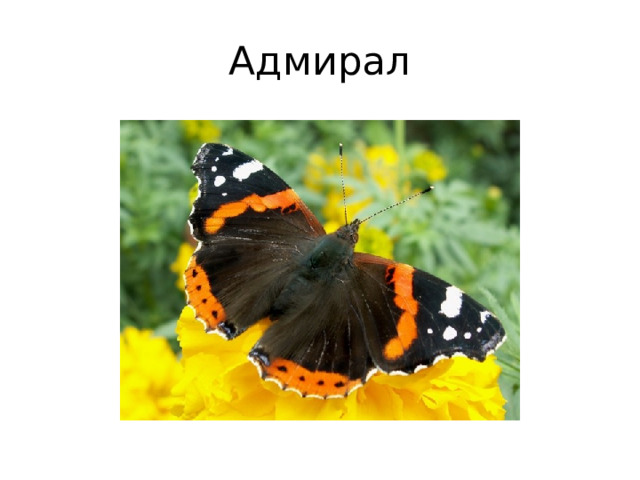 Адмирал 