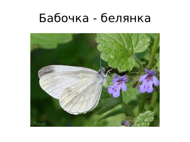 Бабочка - белянка 