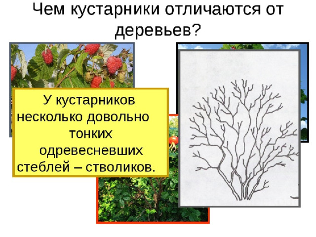 Рисунок дерева кустарника и травянистого растения 2 класс