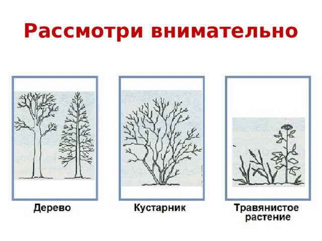 Сделай три рисунка дерево кустарник травянистое растение подпиши