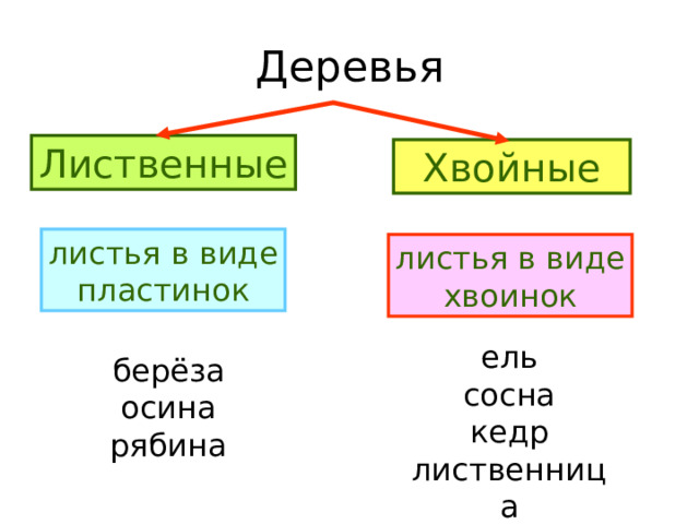 Деревья Лиственные Хвойные листья в виде пластинок листья в виде хвоинок ель сосна кедр лиственница берёза осина рябина 