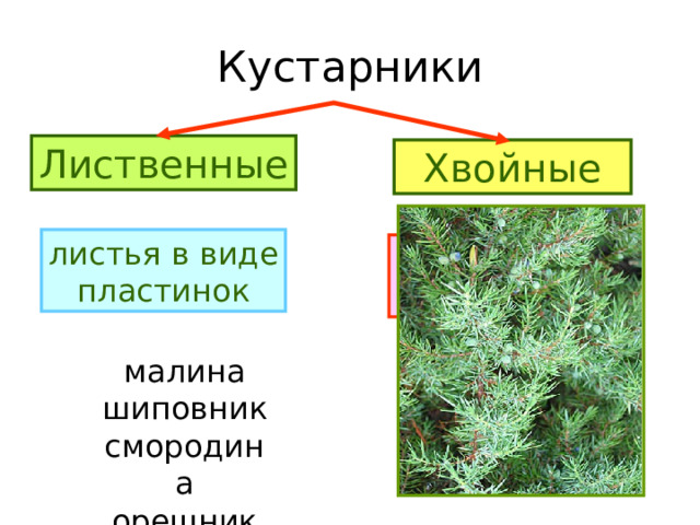 Кустарники леса 2 класс начальная школа 21 века презентация