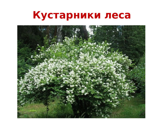 Кустарники леса 