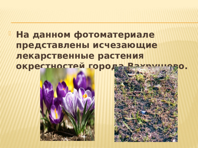 На данном фотоматериале представлены исчезающие лекарственные растения окрестностей города Вахрушево. 