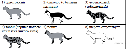 Выберите характеристики соответствующие внешнему строению кошки по следующему плану окрас шерсти