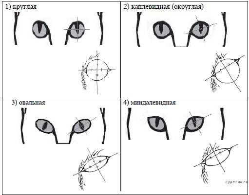 Кошка 13 задание огэ. Клиновидная форма головы у кошки. Форма глаз у кошек. Трапециевидная форма головы у кошек. Форма головы у кошек трапецевидная.