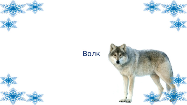 Волк 
