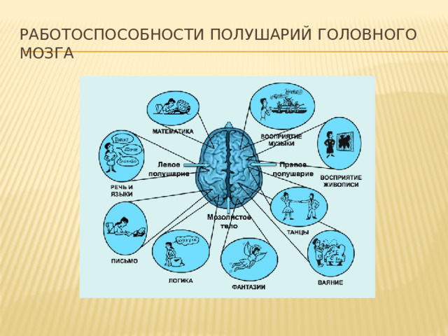 работоспособности полушарий головного мозга 
