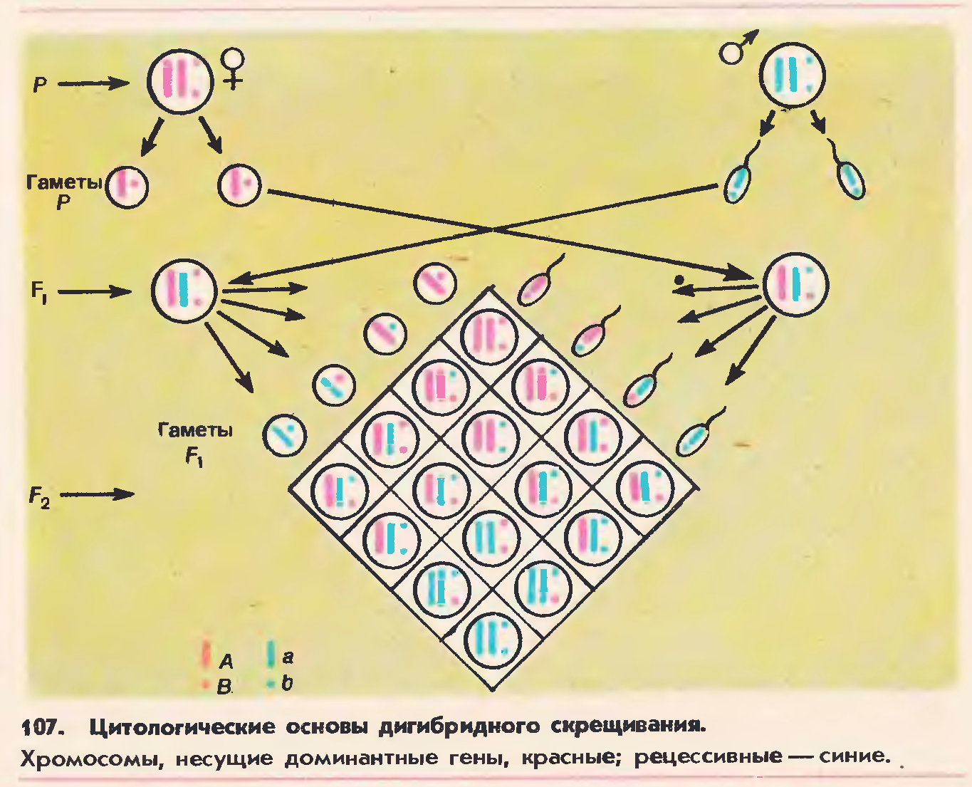 Схема дигибридного скрещивания