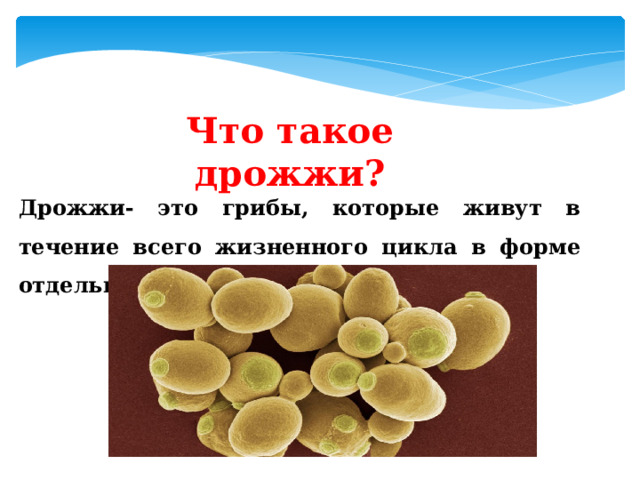 Что такое дрожжи? Дрожжи- это грибы, которые живут в течение всего жизненного цикла в форме отдельных клеток. 