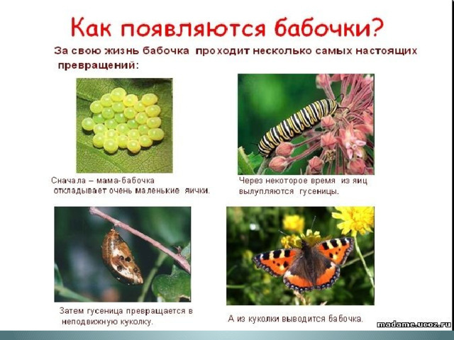 Окружающий мир 2 класс "Удивительный мир бабочек"-презентация, как сделать?