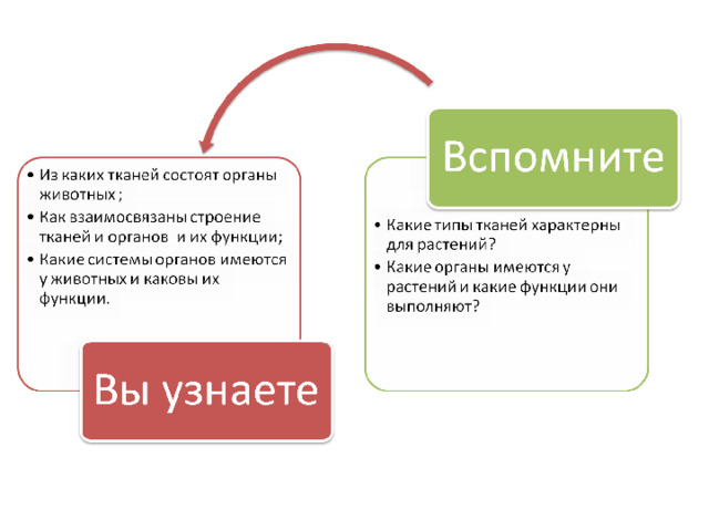 Ткани органы презентация