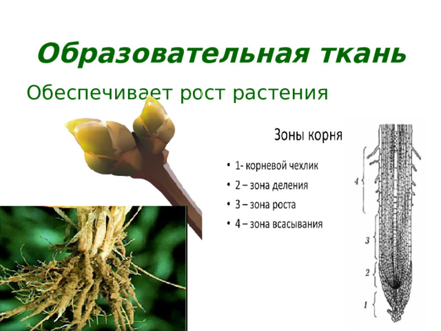 Обеспечивающая рост растения в толщину