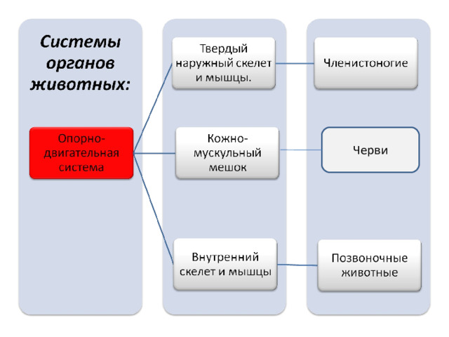 Ткани органы и системы органов человека