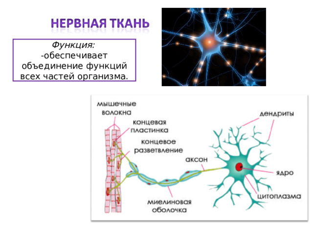 Объединение функций. Ткань, обеспечивающая объединение функций всех частей организма. Объединение обеспечивает.