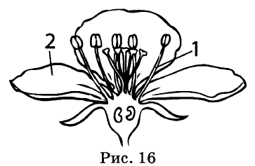 Цифрой 1 на рисунке обозначена биология. Коническое цветоложе. Тест по биологии органы цветковых растений. Цветок вишни цветоложе. Тест по биологии 6 класс органы цветковых растений.