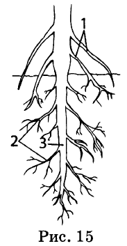 На рисунке цифрой 3 изображено. Главный придаточный и боковой корни. Тест по биологии корневая система. Тесты по теме корень и корневые системы. Тест по биологии 6 класс по теме корень корневые системы.