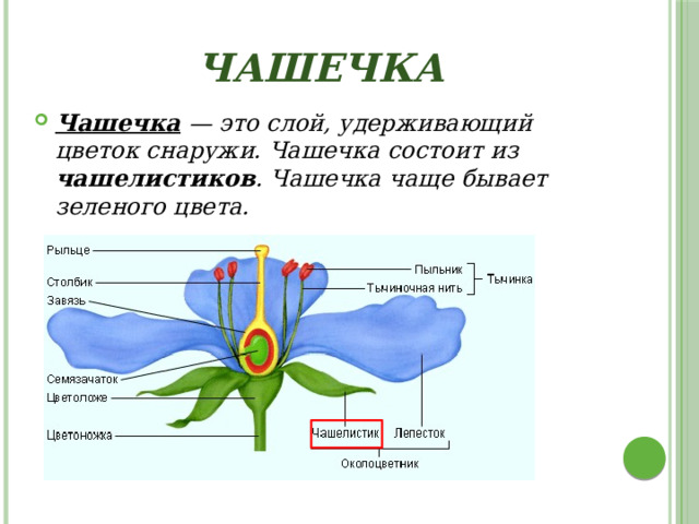 Околоцветник состоит из чашечки. Функция чашелистика. Ашечка. Чашелистики цветка образуют. Чашечка.